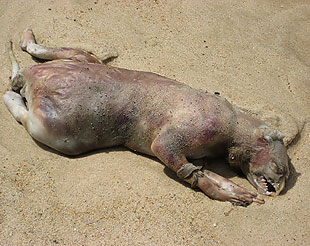 長島怪獸 尸體 紐約長島海灘