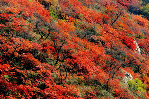 �S������կ