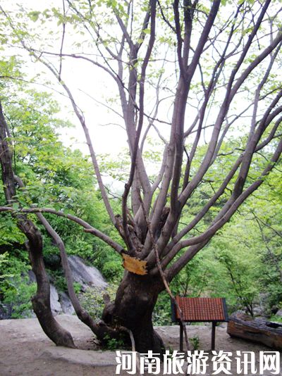 5��1��ľ���X ��������ֱͨ܇ ��������