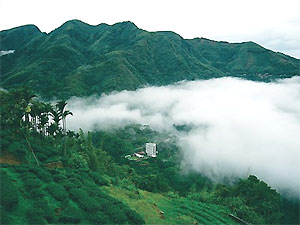 �����ƺ���ɢ�o(w��)���������Ʋ�@�c�ƺ��t��(g��u)����ɽ�Ђ���