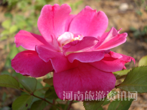 �Sƽ�ϸ����ϵ��¼���