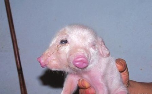 �ɂ��X�� ��ֻ�� С�i���� 