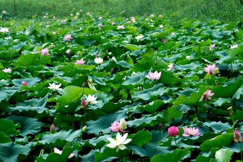 ��ꖺɻ���(ji��)