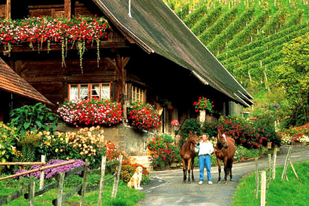 �� ��ɭ�� ���� �_�MҰ�� ���� 