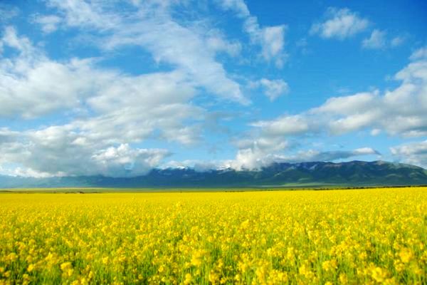 �����p�ຣ�����Ͳ˻����ι���