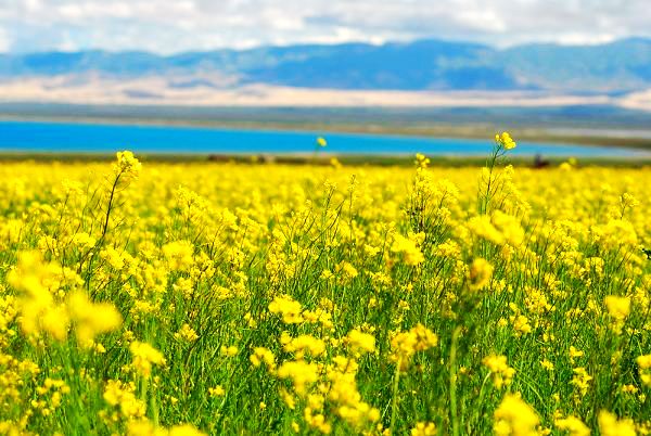 �����p�ຣ�����Ͳ˻����ι���