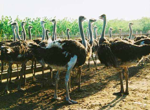 �����r�B�@