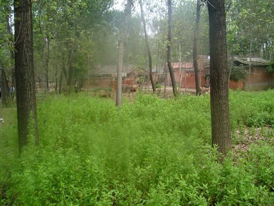 �A٢�R���fַ