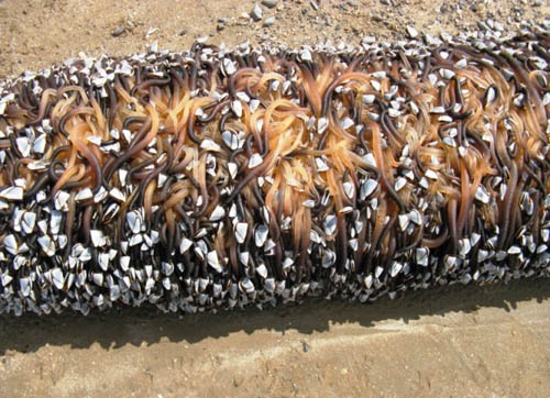 英 海灘 出現(xiàn) 外星生物 嚇壞 游客