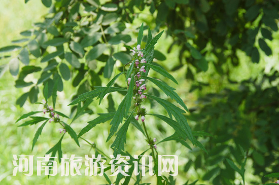 ���ɽ ��ĥ��