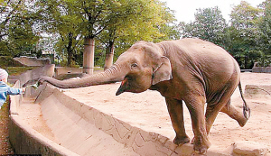 德 動(dòng)物園 饞嘴 大象 搶食 鏡頭
