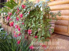 Ħ������L