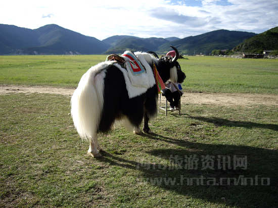 �ǰͺ���ԭ ��ţ