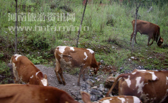 �������o����;�е�ţ