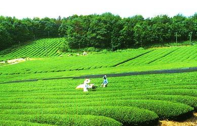 ��ꖾG�衰ë�⡱