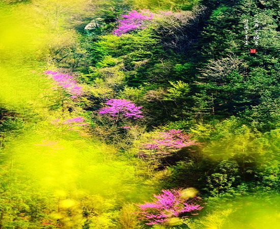 �S��ɽ��(gu��)��ɭ�ֹ��@