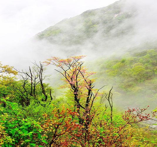 �S��ɽ��(gu��)��ɭ�ֹ��@