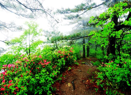 �S��ɽ��(gu��)��ɭ�ֹ��@