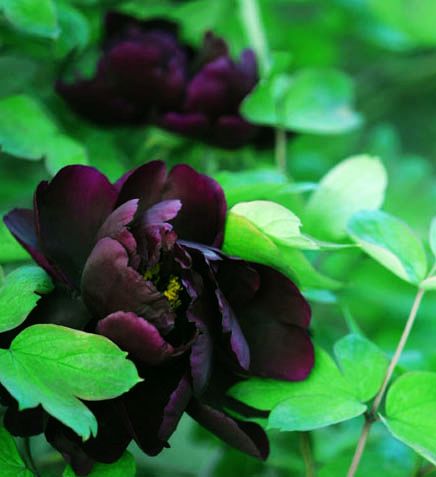 ��ꖺ�ĵ��