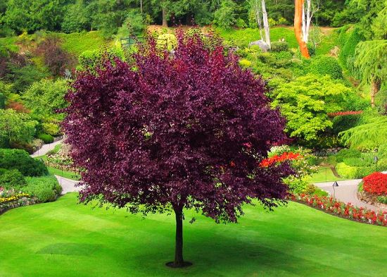 ��Ư���DƬ