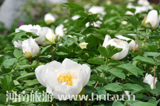 ���(y��ng) ĵ�� ������ �Ї�(gu��)���� ����