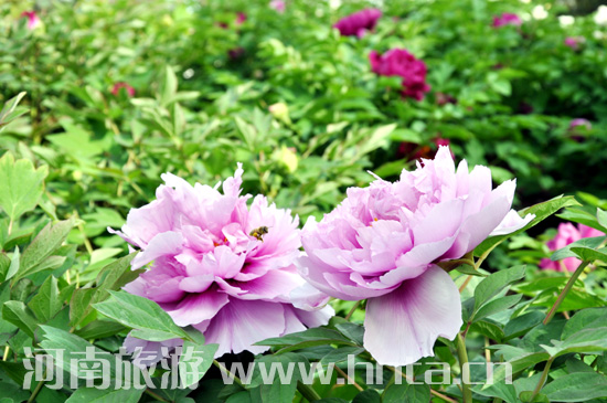 ��� ĵ�� ������ �Ї����� ����