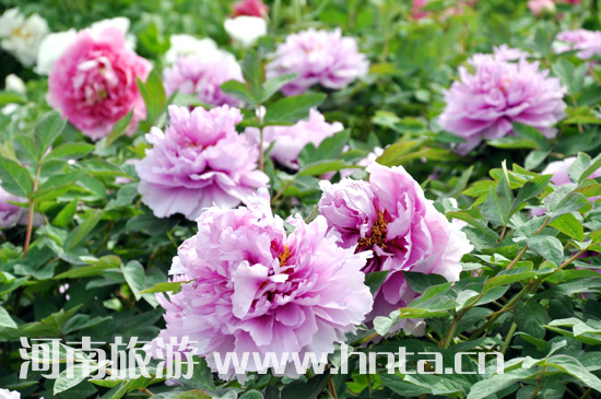 ��� ĵ�� ������ �Ї����� ����