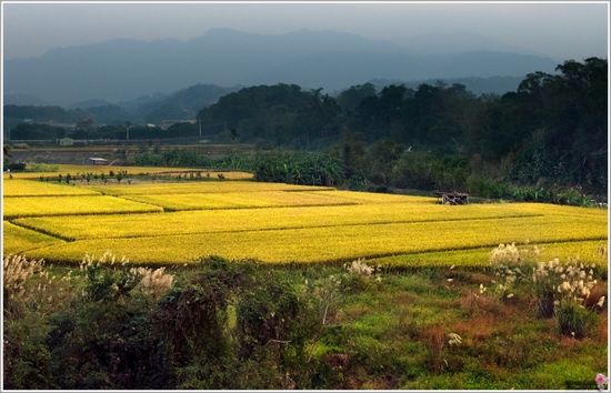 �����L�顤�����L��