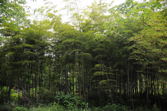 �v�R�꘷ɽ���B(t��i)�Ļ��@