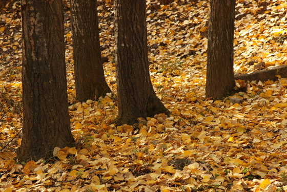 ��(zh��n)��ȥ���аɣ���Щ׌���Ą�(d��ng)����������