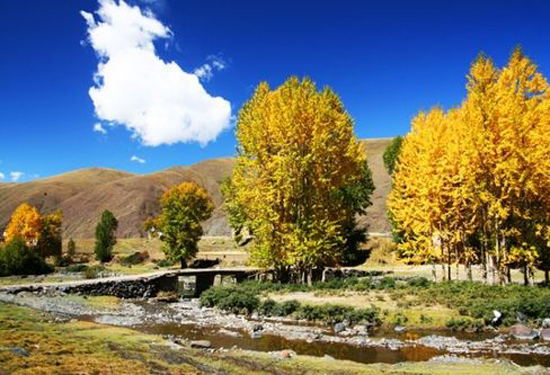 ��ԭ����(y��ng)�辯�� ��Խ���ر؂��փ�