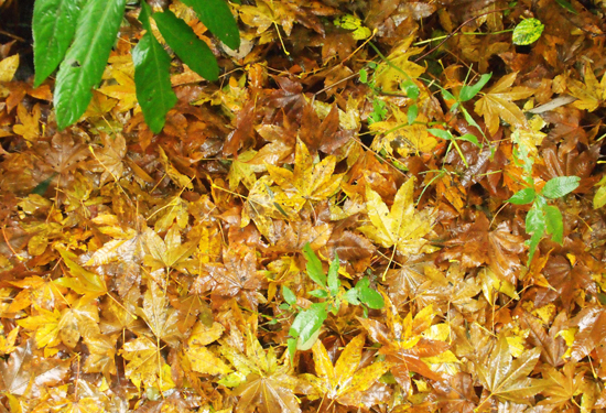 �����p�t�~ ��(gu��)��(n��i)ʮ���c(di��n)