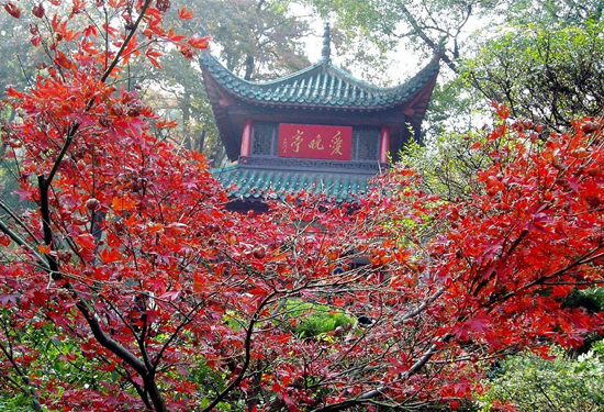 �����p�t�~ ��(gu��)��(n��i)ʮ���c(di��n)