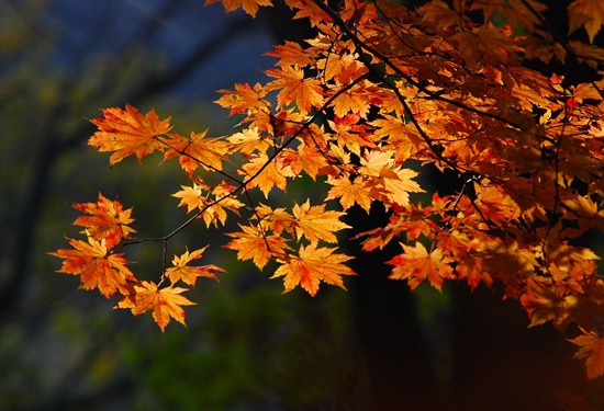 �����p�t�~ ����(n��i)ʮ���c