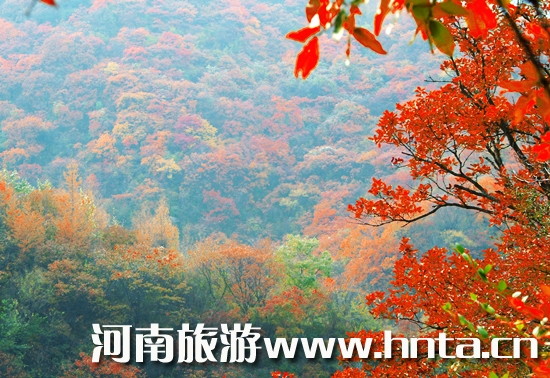 ���T(m��n)�{��ɽɭ�ֹ��@���M(f��i)�_(k��i)��һ��(g��)��