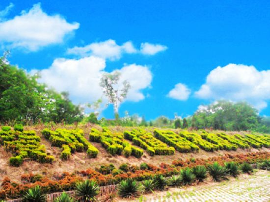 �����S�ӹʵ�ɭ�ֹ��@