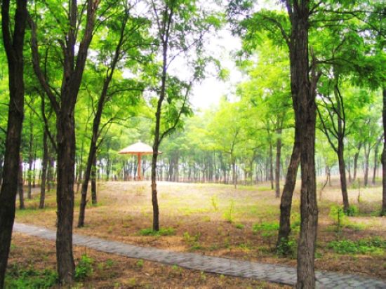 �����S�ӹʵ�ɭ�ֹ��@