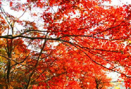 �u��ɽ�̎���(ji��)��Ʊ