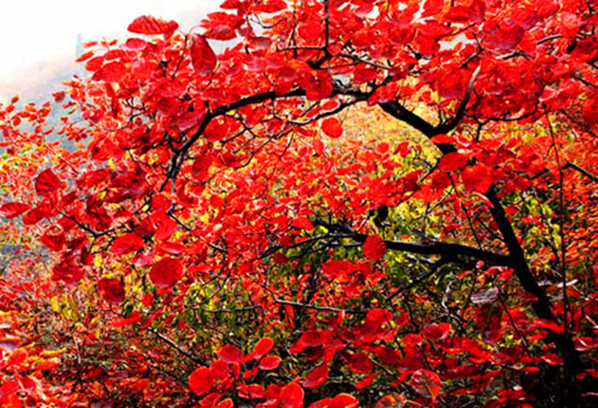 �L��ɽ�t�~