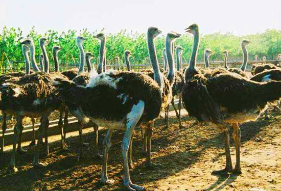 �����r�B�@�p��(ji��)������