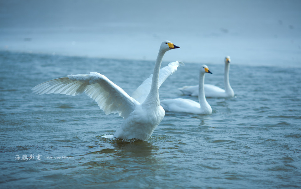 ���T�{�����Z����(d��ng)�������Ο�