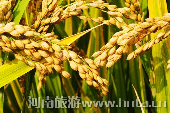 �����l(xi��ng)�خa(ch��n)��ԭꖴ���