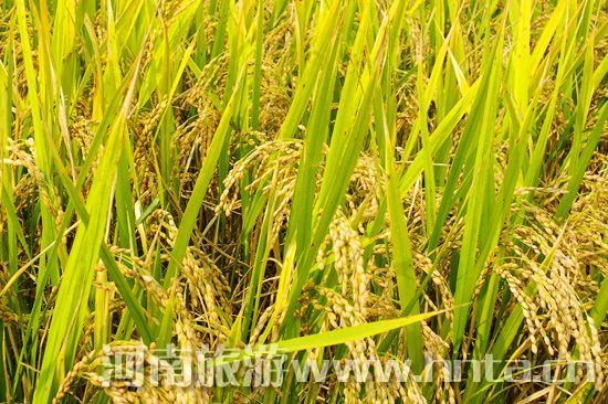 �����l(xi��ng)�خa(ch��n)��ԭꖴ���