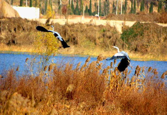 �����^�B�����r����׽���� �Ĕz��(y��u)��