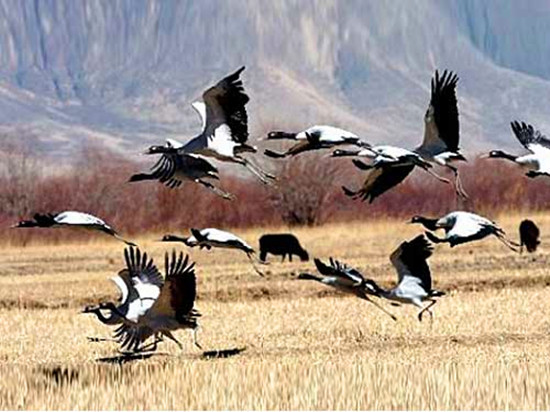 �����^�B����(d��ng)�r(sh��)����׽���� �Ĕz��(y��u)��