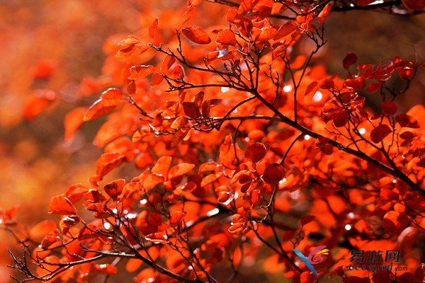 &ldquo;�t&rdquo;ɫ��(d��ng)�҄e��&ldquo;��&rdquo;�� �����^�t�~���^(q��)���]