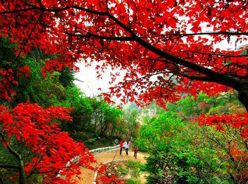 &ldquo;�t&rdquo;ɫ��(d��ng)�҄e��&ldquo;��&rdquo;�� �����^�t�~���^(q��)���]