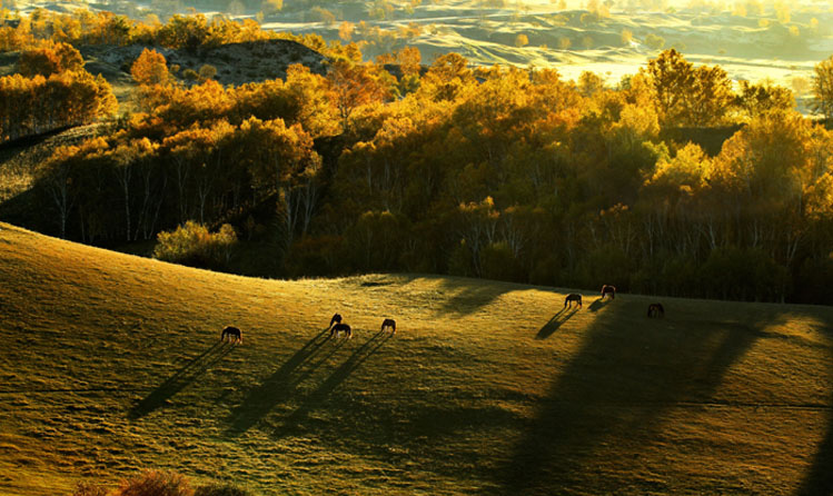 ��ɫ������ �𺳵�����