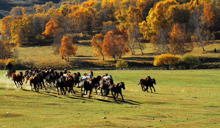 ��ɫ������ �𺳵�����