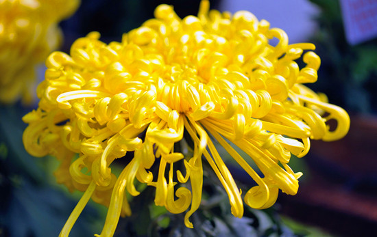 �ڶ����Ї�(gu��)�ջ��廨ˇ�g(sh��)չ�����ں��@�e��